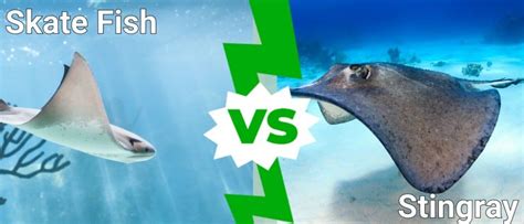 Skate Fish Vs Stingray: 4 Key Differences Explained - IMP WORLD