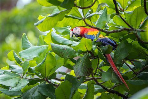 Scarlet Macaw | Sean Crane Photography