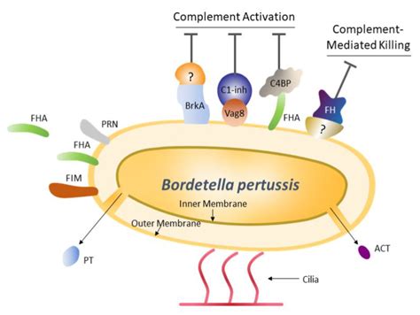 Vaccines | Free Full-Text | Acellular Pertussis Vaccine Components: Today and Tomorrow