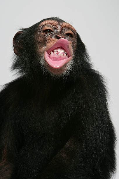 Best Monkey Lips Stock Photos, Pictures & Royalty-Free Images - iStock