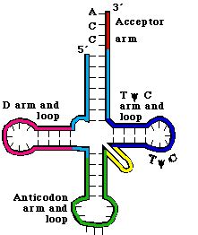 Part Three: Gene Expression and Protein Synthesis