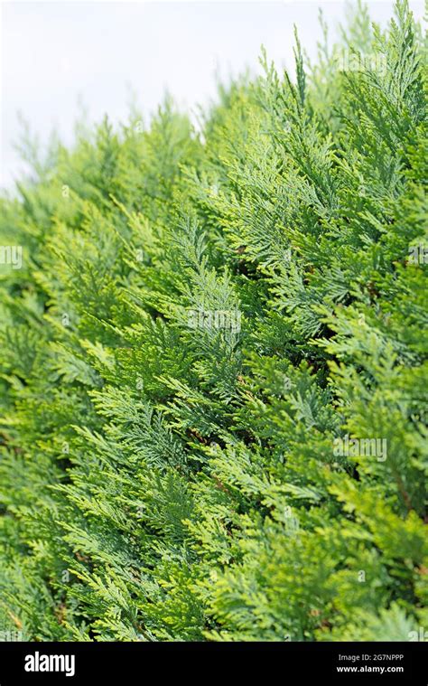 Lawson's false cypress, hedge, Chamaecyparis lawsoniana Stock Photo - Alamy