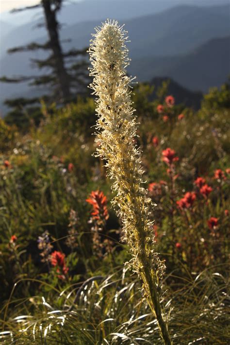 Buffalo Grass Bloom | A quick afternoon trip to Mt. Coffin, … | Flickr