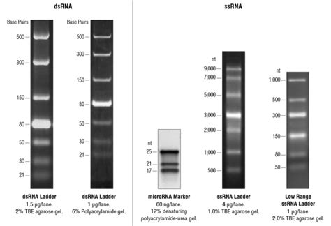 RNA Markers and Ladders | NEB