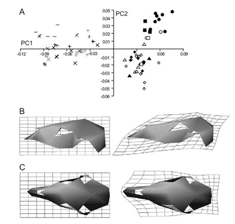 Sex and species differences in the cervid sample from Argentina. Plot... | Download Scientific ...