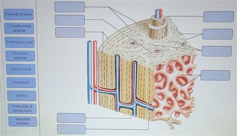 Solved Perforating fibers Circumferential lamellae | Chegg.com