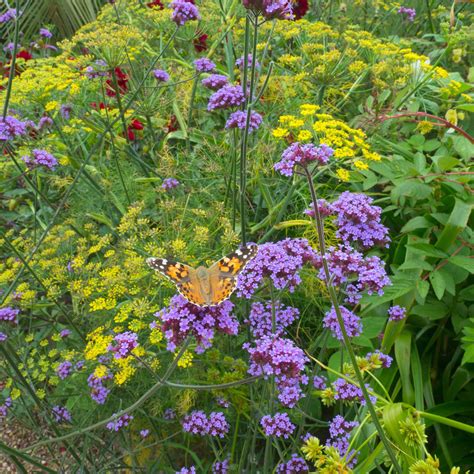 Verbena Seeds - Purple Top | Flower Seeds in Packets & Bulk | Eden Brothers