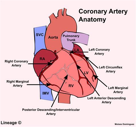 Diagram of The coronary arteries and veins (English - French) | Quizlet