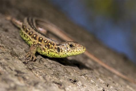 Wild lizard that I met on a walk in Poland (Lacerta agilis) : reptiles