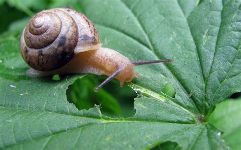 Download Animal Snail HD Wallpaper