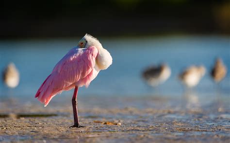 Florida Shorebirds Photo Trip – Holger Wagner