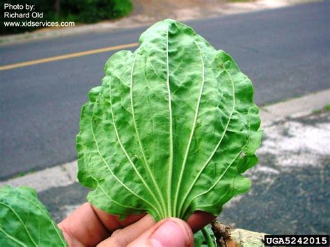 Pax on both houses: Broadleaf Plantain Is A Wild Edible Plant: Abundant ...