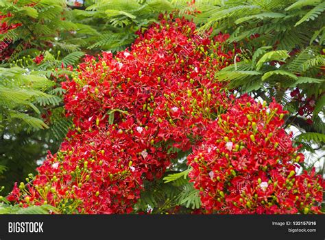 Delonix Regia Flowers Image & Photo (Free Trial) | Bigstock