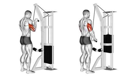 Chest Shoulder and Tricep Workout To Build Mass and Strength