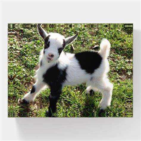 Cute Black and White Goat Kid Paperweight | Zazzle | Baby animals pictures, Baby animals, Cute goats