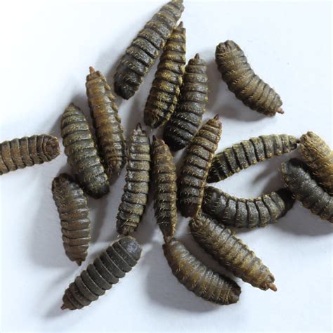 Best Online Black Soldier Fly Larvae Supplier | BSFL | Calciworms ...