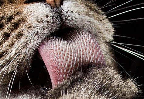 Labeled Cat Tongue Close Up