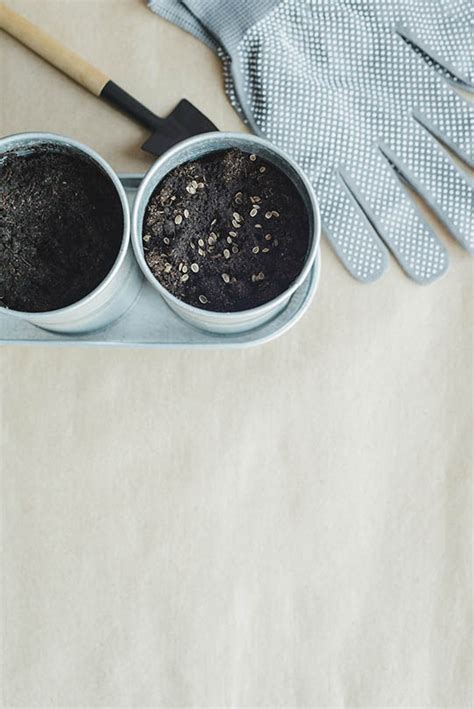 How to Grow Parsley Indoors: Tips, Tricks, & Guide | House Grail