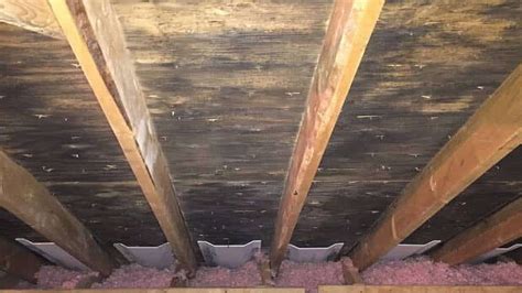 Attic Mold - Don't Ignore It - Call Us - Mold Removal Florida