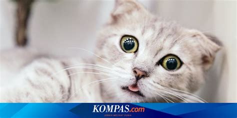 5 Arti Bentuk dan Gerakan Mata Kucing yang Perlu Diketahui