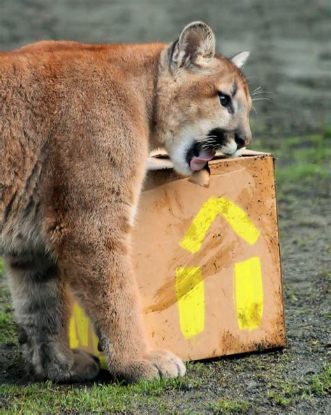 IMG_9403-1 | Cougar Mountain Zoo, Issaquah, Washington | Aimee | Flickr