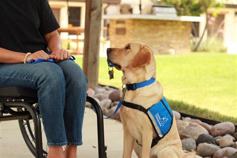 Canine Companions: A Service Dog Training Center - The Savvy Sitter