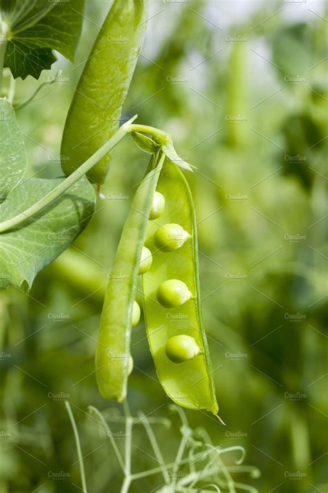 Field with peas featuring field, peas, and one | Agriculture photos, Agriculture, Farm blinds