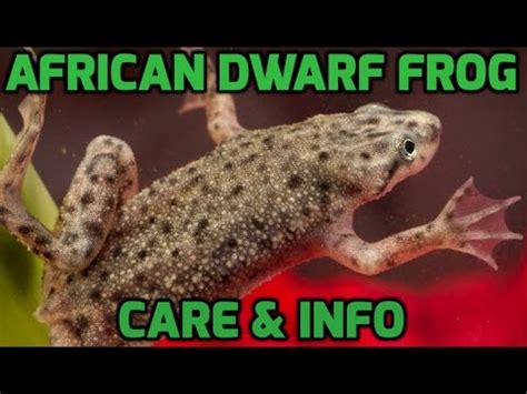 African Dwarf Frog Care, Advice And Information - YouTube