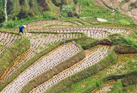 Longji Rice Terraces near Guilin, China