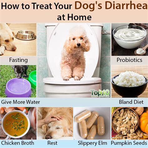 Homemade Dog Food To Treat Diarrhea - Homemade Ftempo