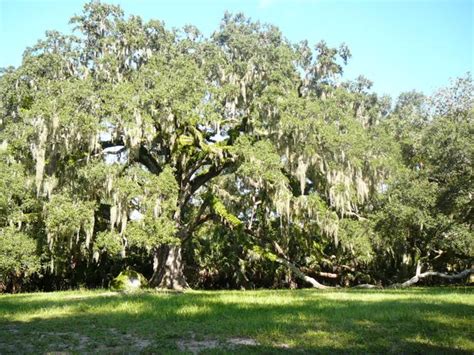 All about oaks in Florida | Real Estate | chronicleonline.com