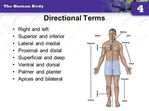 In Anatomy Meaning Of Directions