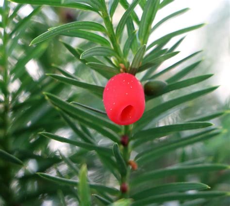 Yew - planting, pruning, and caring for yew, including topiary