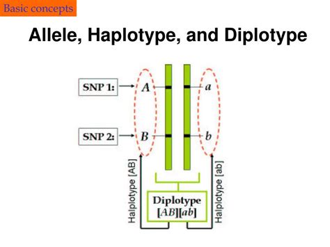 PPT - Haplotype Discovery and Modeling PowerPoint Presentation, free download - ID:3197623