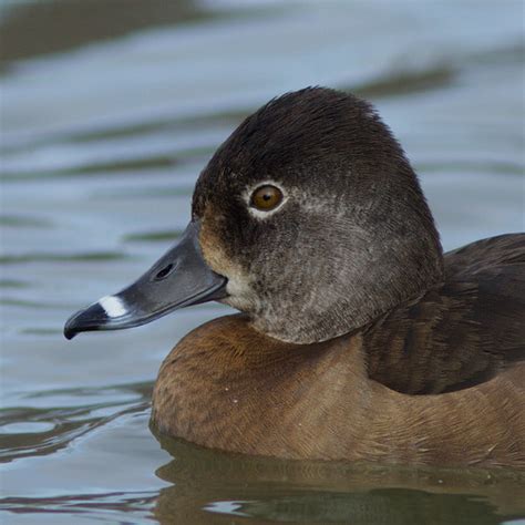 Female Ring-necked Duck Closeup | Robin Horn | Flickr