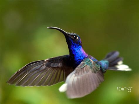 Costa Rica purple the knife-winged hummingbird-Bing Wallpaper Preview ...