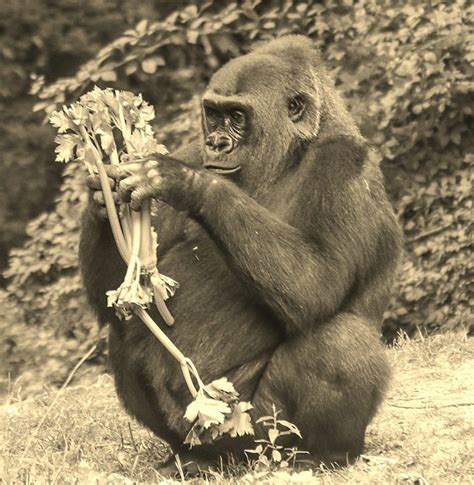 Gorilla Feeding