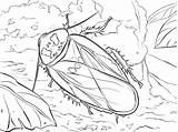 Madagascar Hissing Cockroach Diagram Sketch Coloring Page sketch template