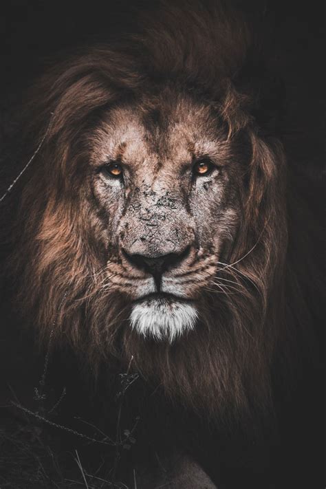 Lion Motivation Wallpapers - Top Free Lion Motivation Backgrounds ...