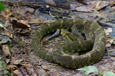 Wild Herps - South American Lancehead (Bothrops atrox)