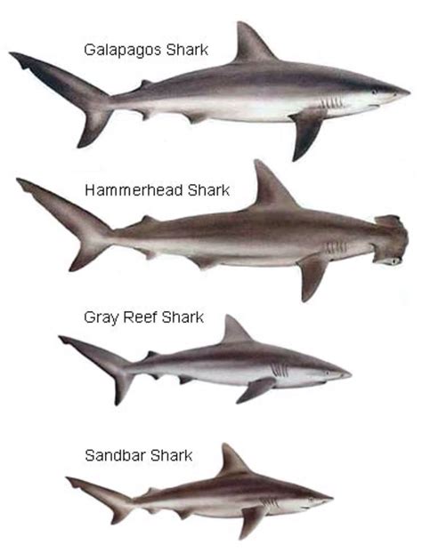 Sharks Species Identification Chart