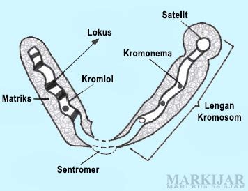 Pengertian Kromosom Lengkap Struktur, Jenis, Fungsi, Kelainan dan Gambar - MARKIJAR.Com