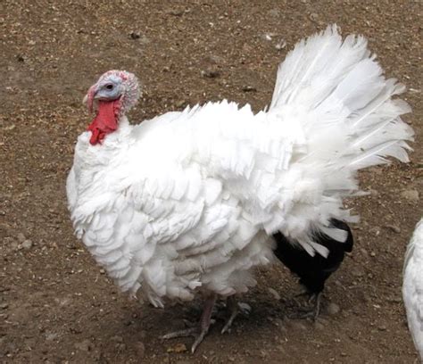 Different Types of Turkey Breeds - Turkey Farming