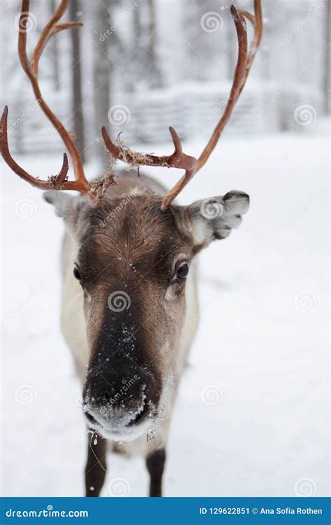 Reindeer in the Snow, Lapland in Finland Stock Image - Image of portrait, reindeer: 129622851