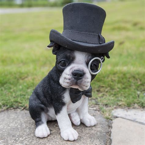 Hi-Line Gift Ltd. Boston Terrier with Top Hat Statue & Reviews | Wayfair