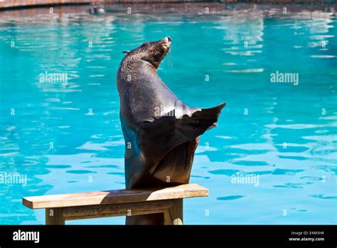 Beautiful sea lion in a natural environment Stock Photo - Alamy