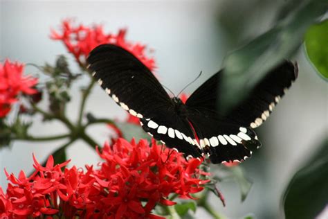 Butterfly park bannerghatta (August 2021) Timings,Tickets,reviews,Tips ...