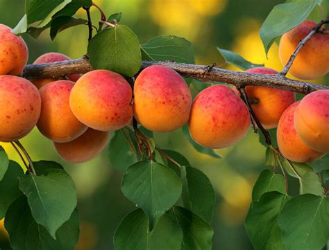 How to Grow & Care for Apricot Trees: A Comprehensive Guide