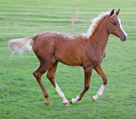 Liver chestnut sabino arabian foal , look at his back | Horses, Horse ...