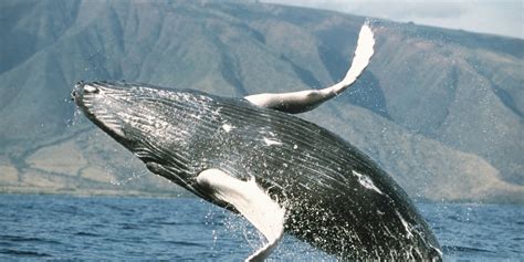 Counting Whales In Hawaii Might Be The Best Volunteer Program Ever | HuffPost